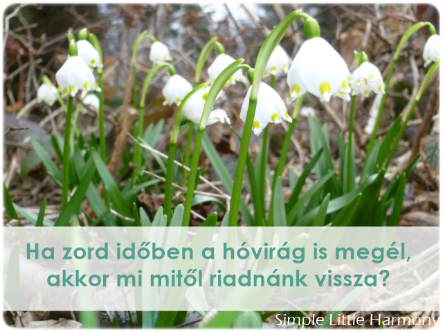 Zord időben a hóvirág is megél!